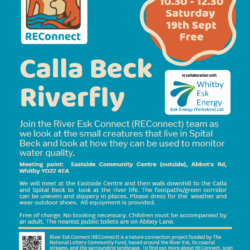 Riverfly Spital Beck Sept 26